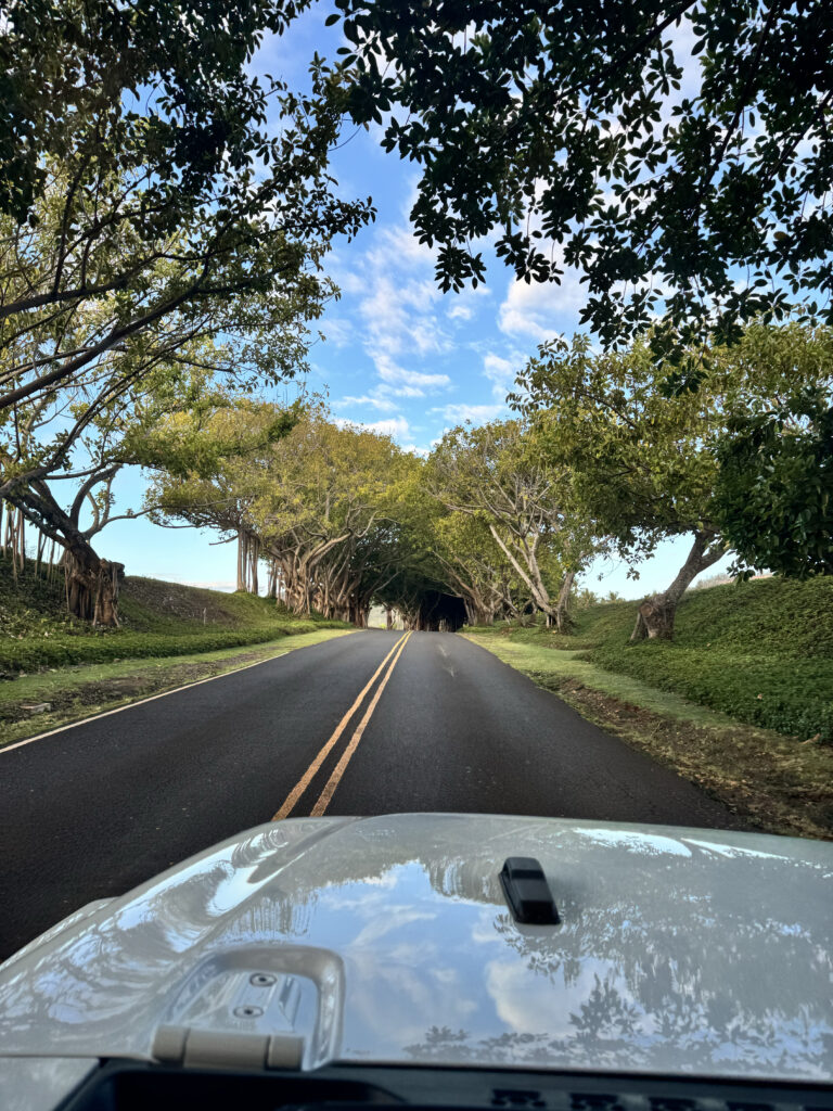 Tree Tunnel road near Koloa on Kauai's South Shore