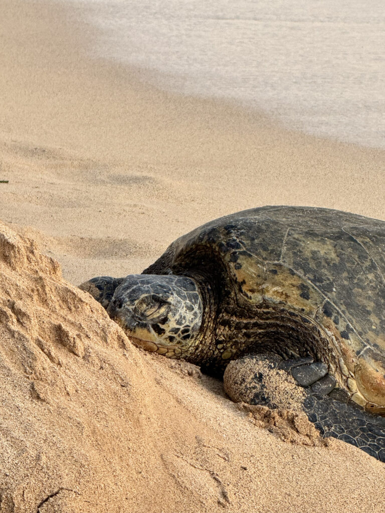 Sea turtle resting on the sand at Poipu Beach Kauai